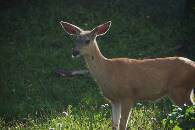 female mule deer